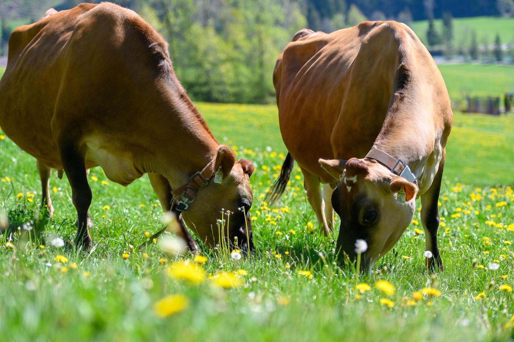 Ferienhof Duerlinde Hittisau Zewnętrze zdjęcie