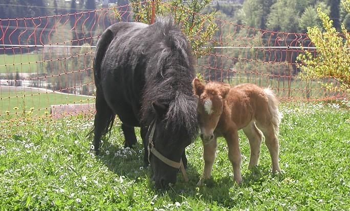 Ferienhof Duerlinde Hittisau Zewnętrze zdjęcie